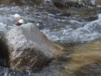 Roodbuik waterspreeuw [Cinclus cinclus aquaticus]
